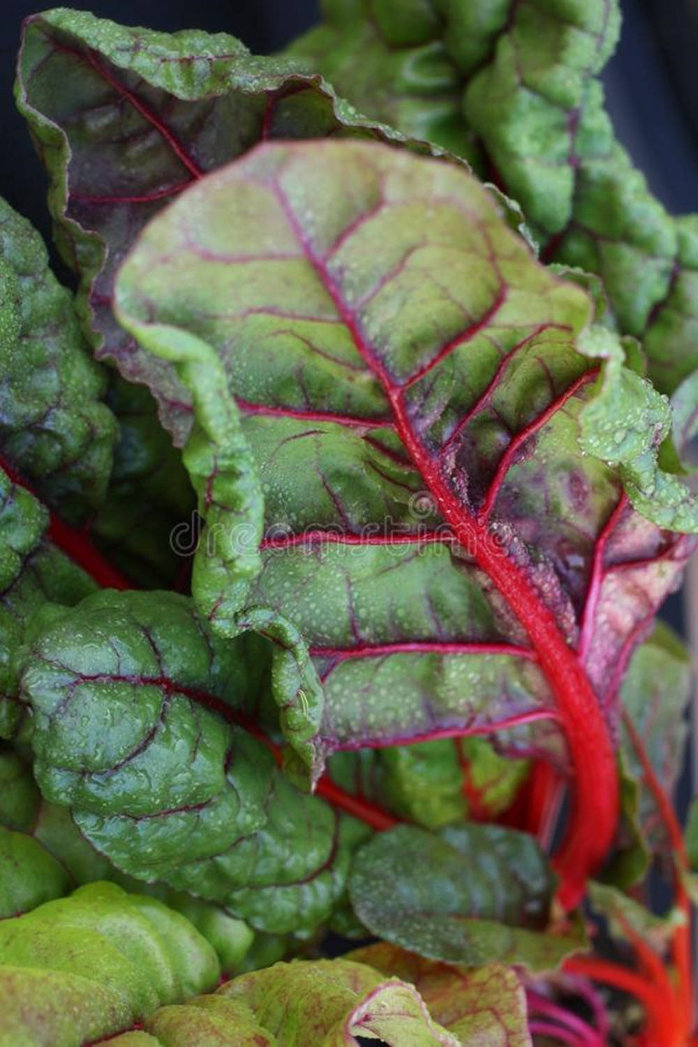 Vibrant Red Rhubarb Swiss Chard Glistening With Fresh Dew Wallpaper