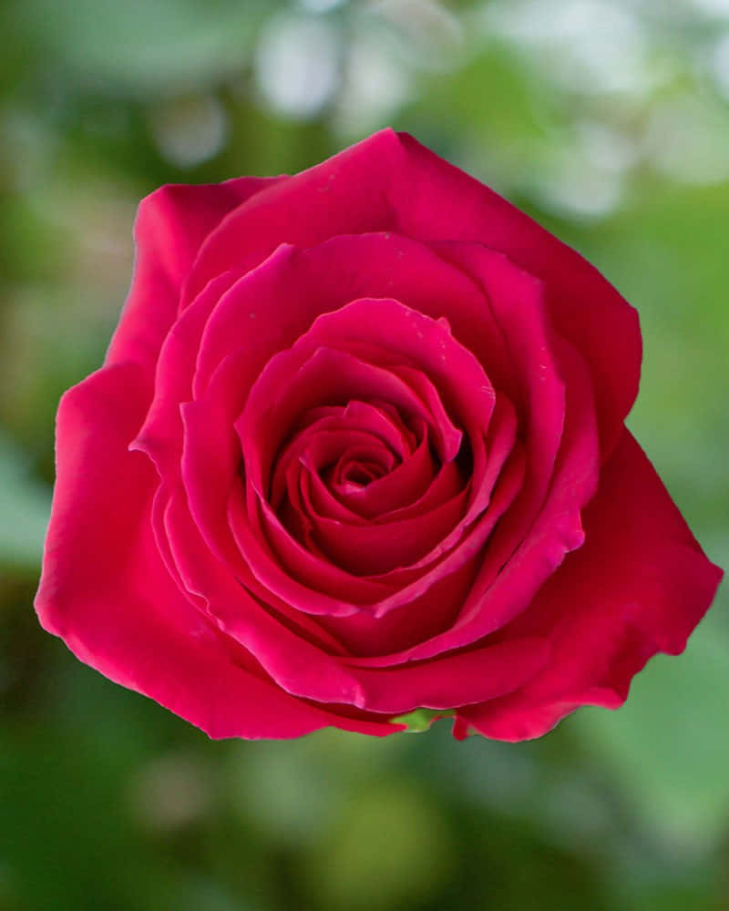 Vibrant_ Red_ Rose_ Closeup.jpg Wallpaper