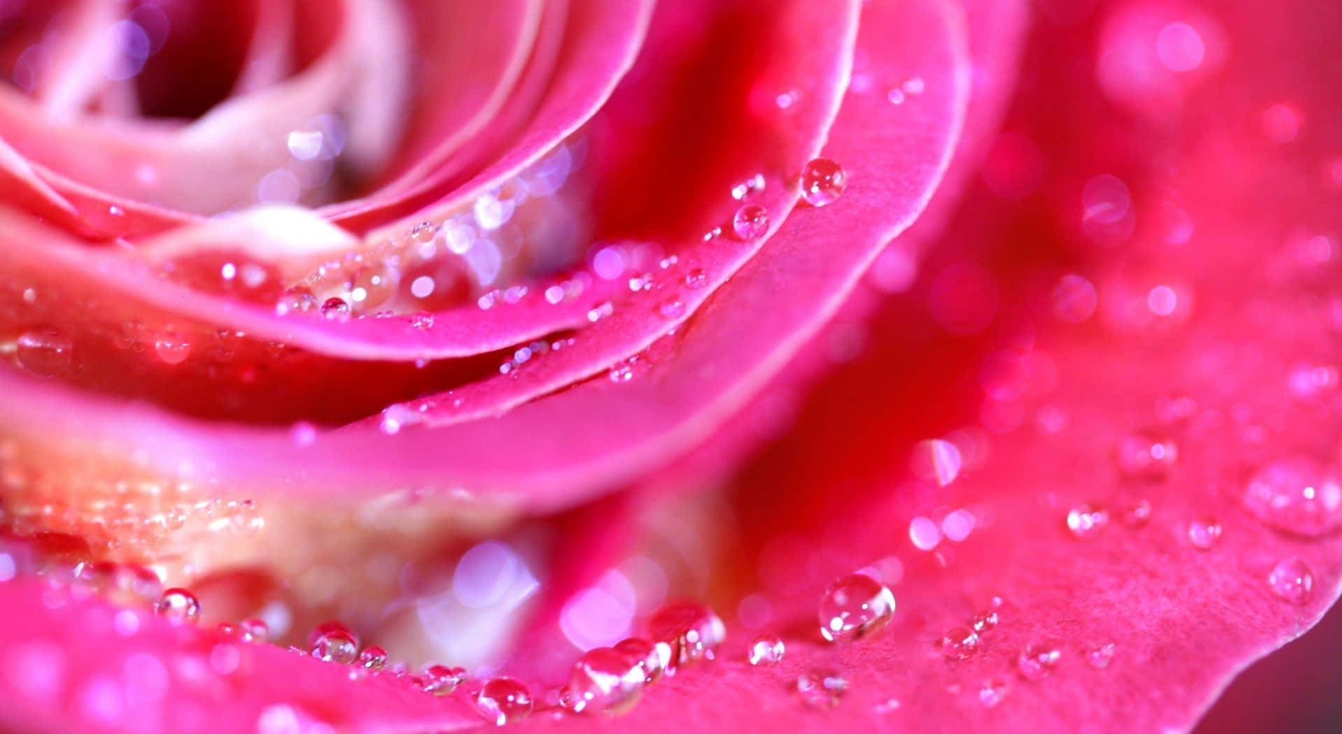 Vibrant Red Rose Petal Close-up Wallpaper