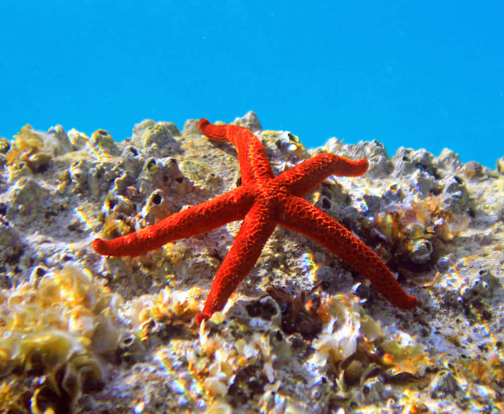 Vibrant Red Sea Star On Coral Reef Wallpaper