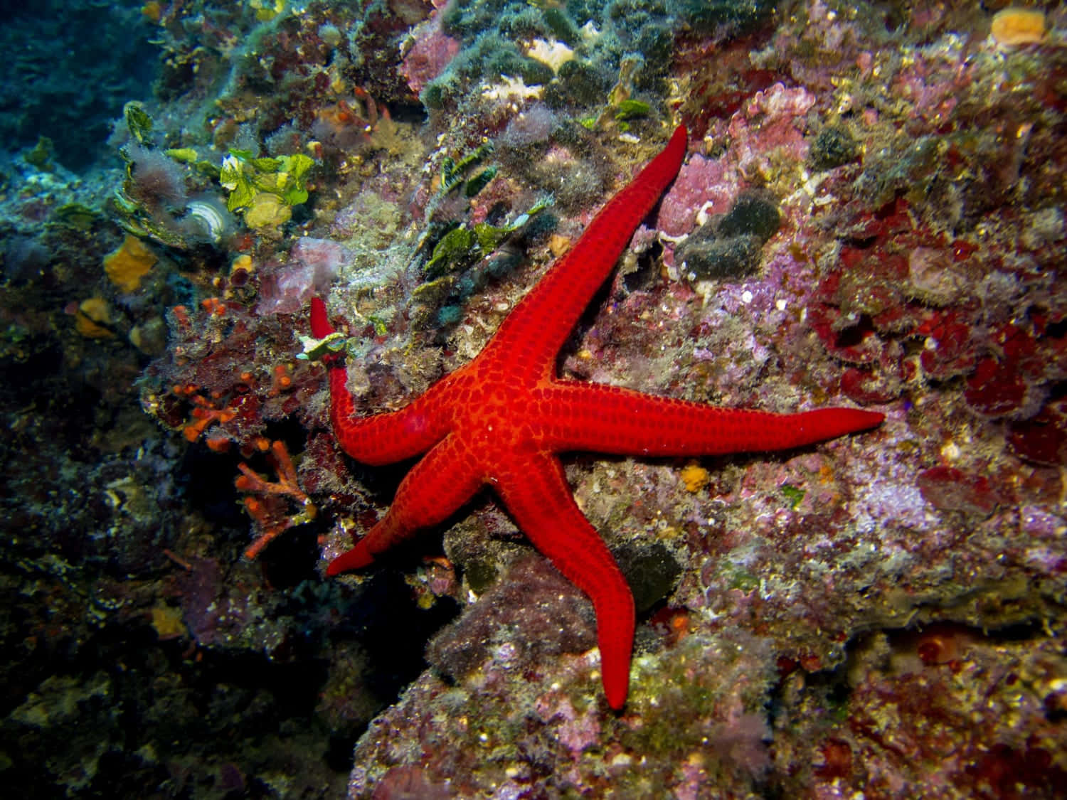 Vibrant Red Sea Staron Coral Reef.jpg Wallpaper