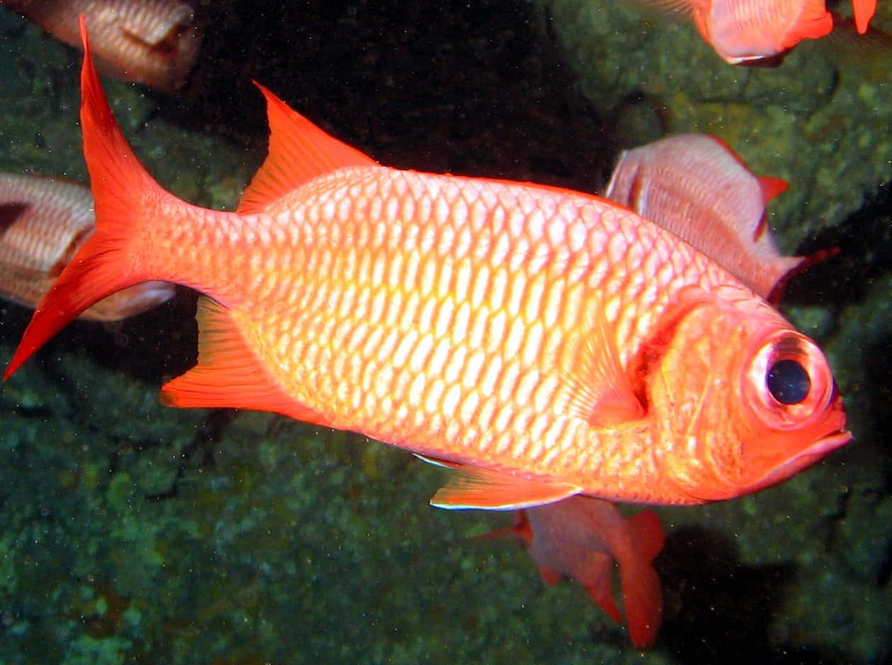 Vibrant Red Soldierfish Underwater Wallpaper