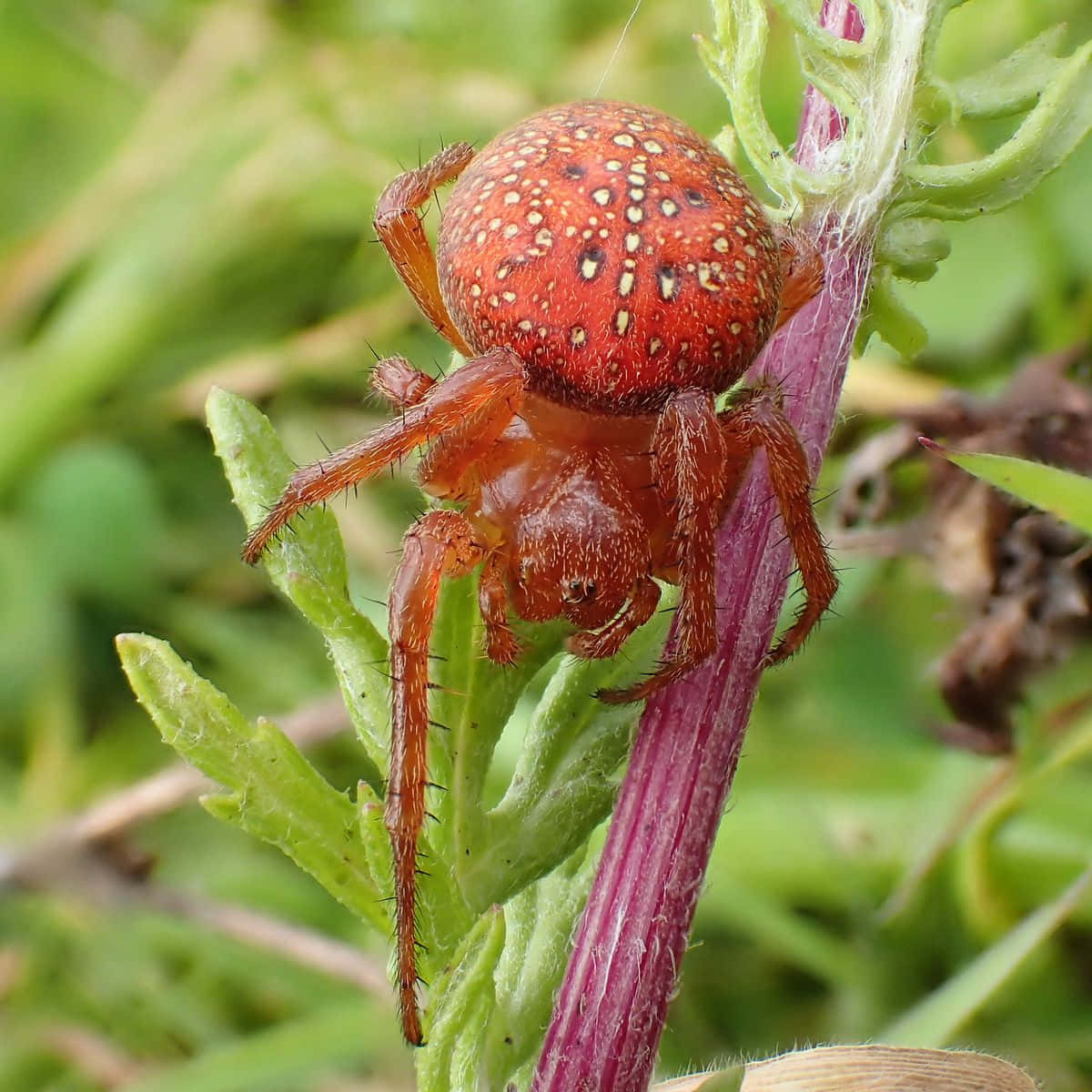 Vibrant Red Spider Macro Shot Wallpaper