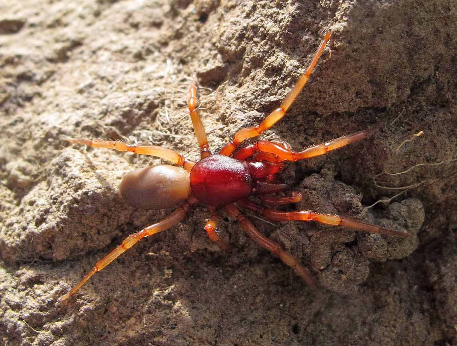 Vibrant Red Spider On A Web Wallpaper