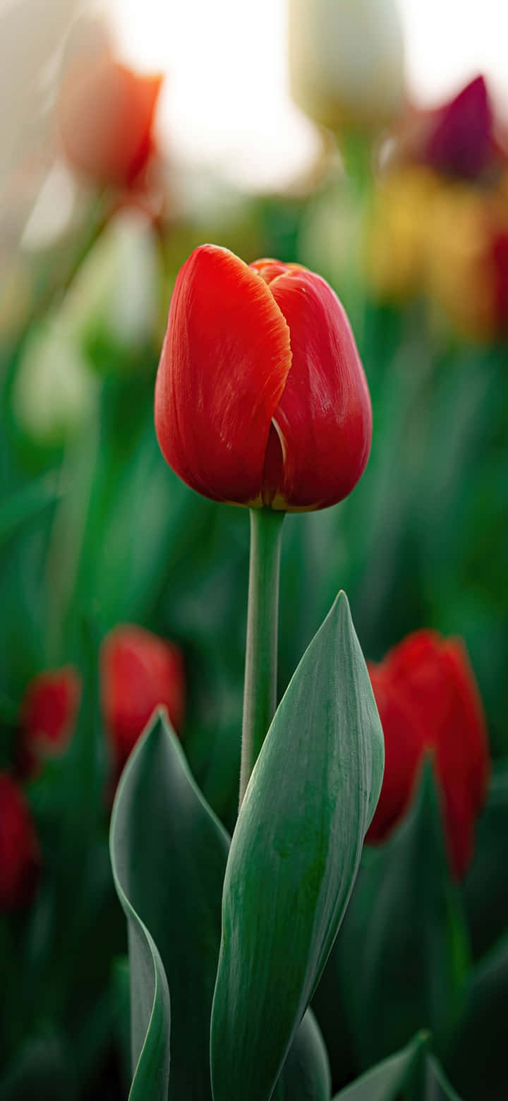 Vibrant Red Tulip Portrait Wallpaper