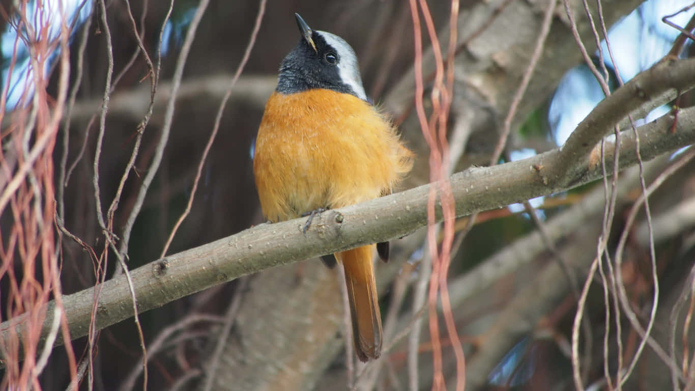 Vibrant Redstart Perchedon Branch Wallpaper