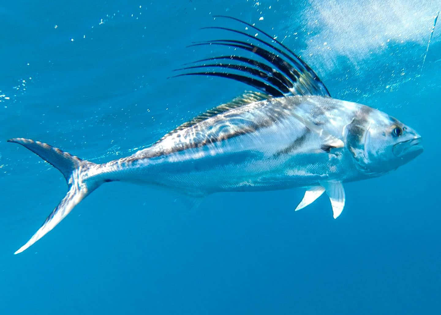 Vibrant Roosterfish Underwater.jpg Wallpaper