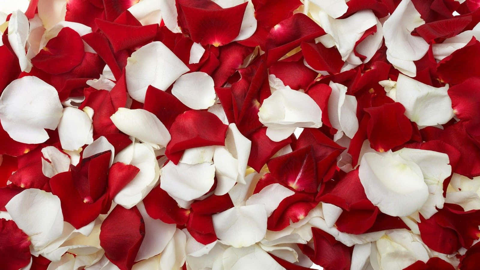 Vibrant Rose Petal Close-up Wallpaper