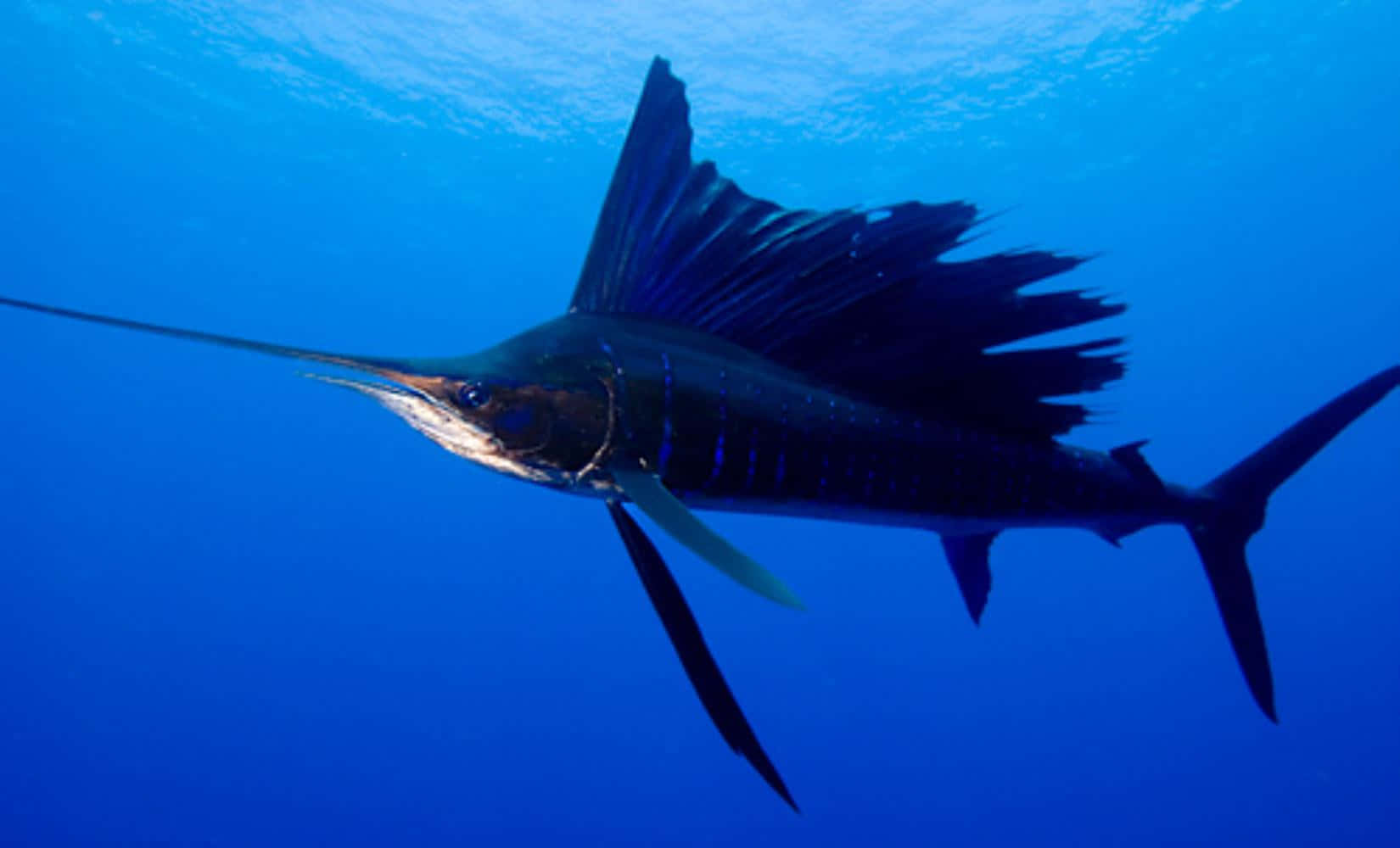 Vibrant Sailfish Swimming In Deep Ocean Waters Wallpaper