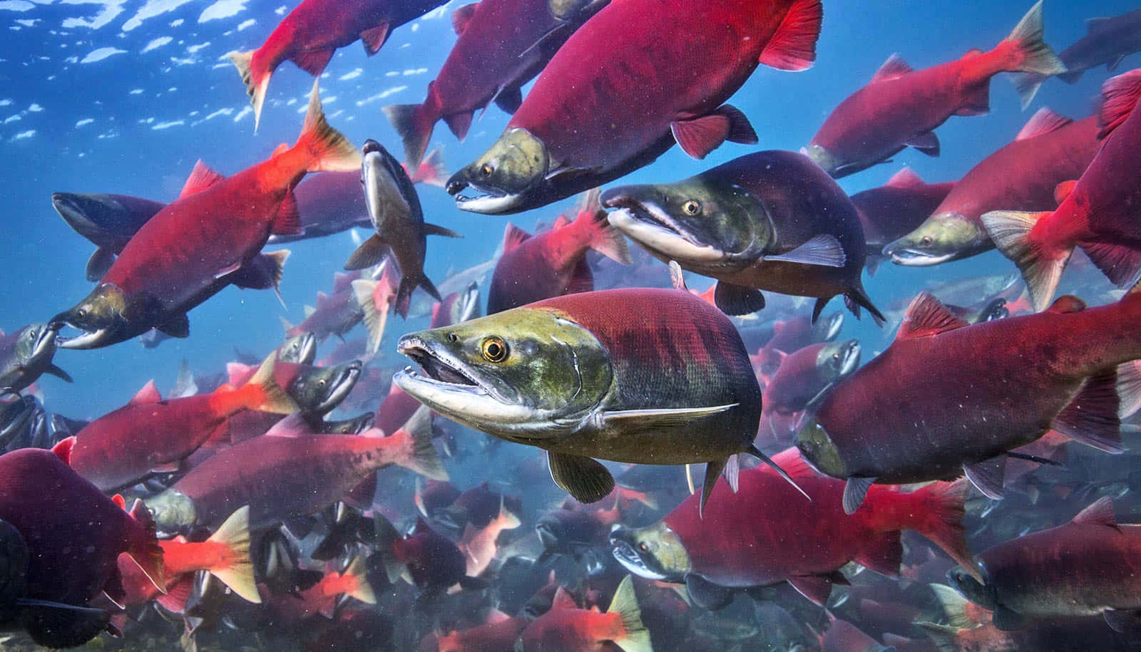 Vibrant_ School_of_ Pacific_ Salmon.jpg Wallpaper