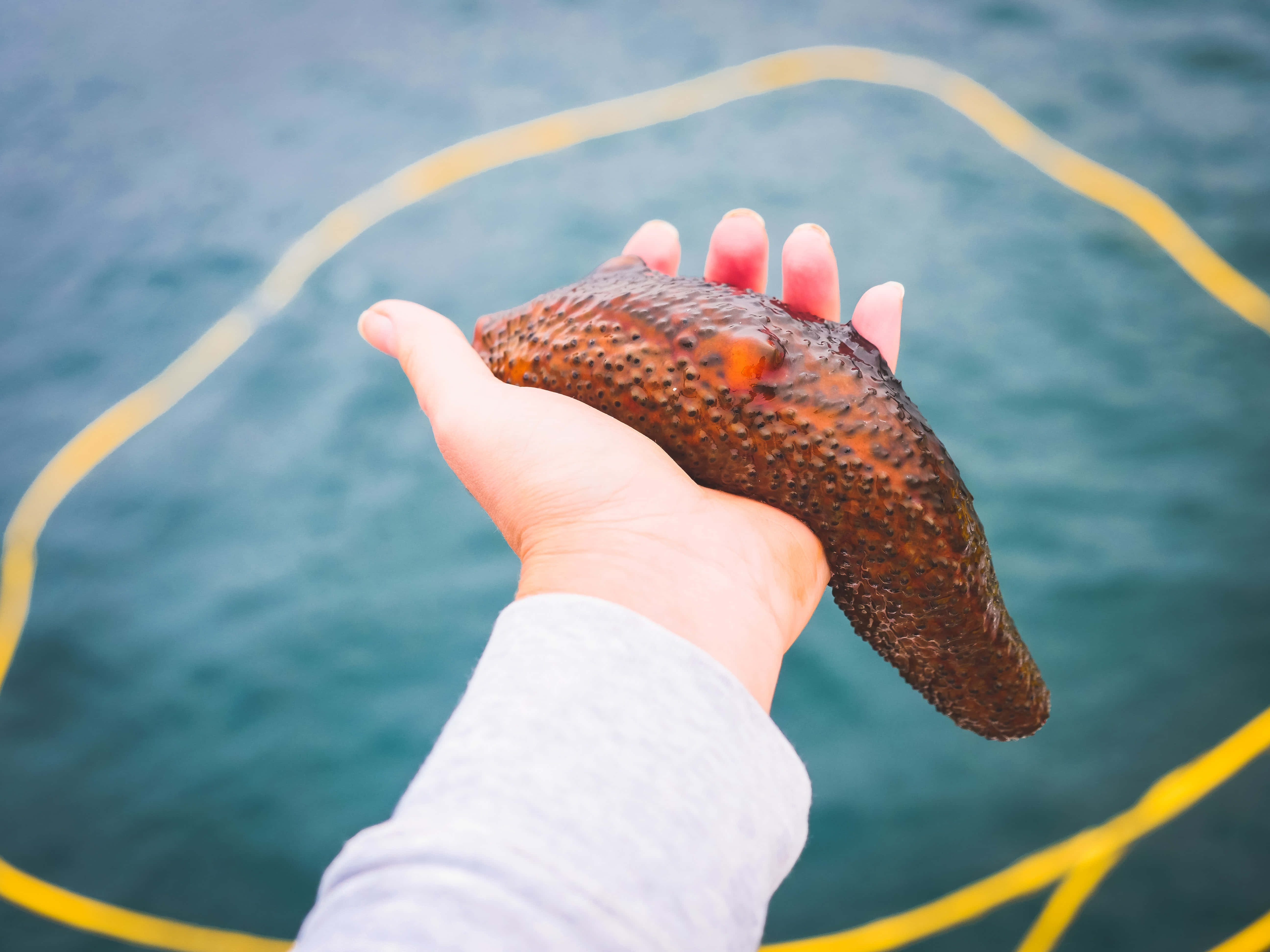 Vibrant Sea Cucumber In Its Natural Habitat Wallpaper