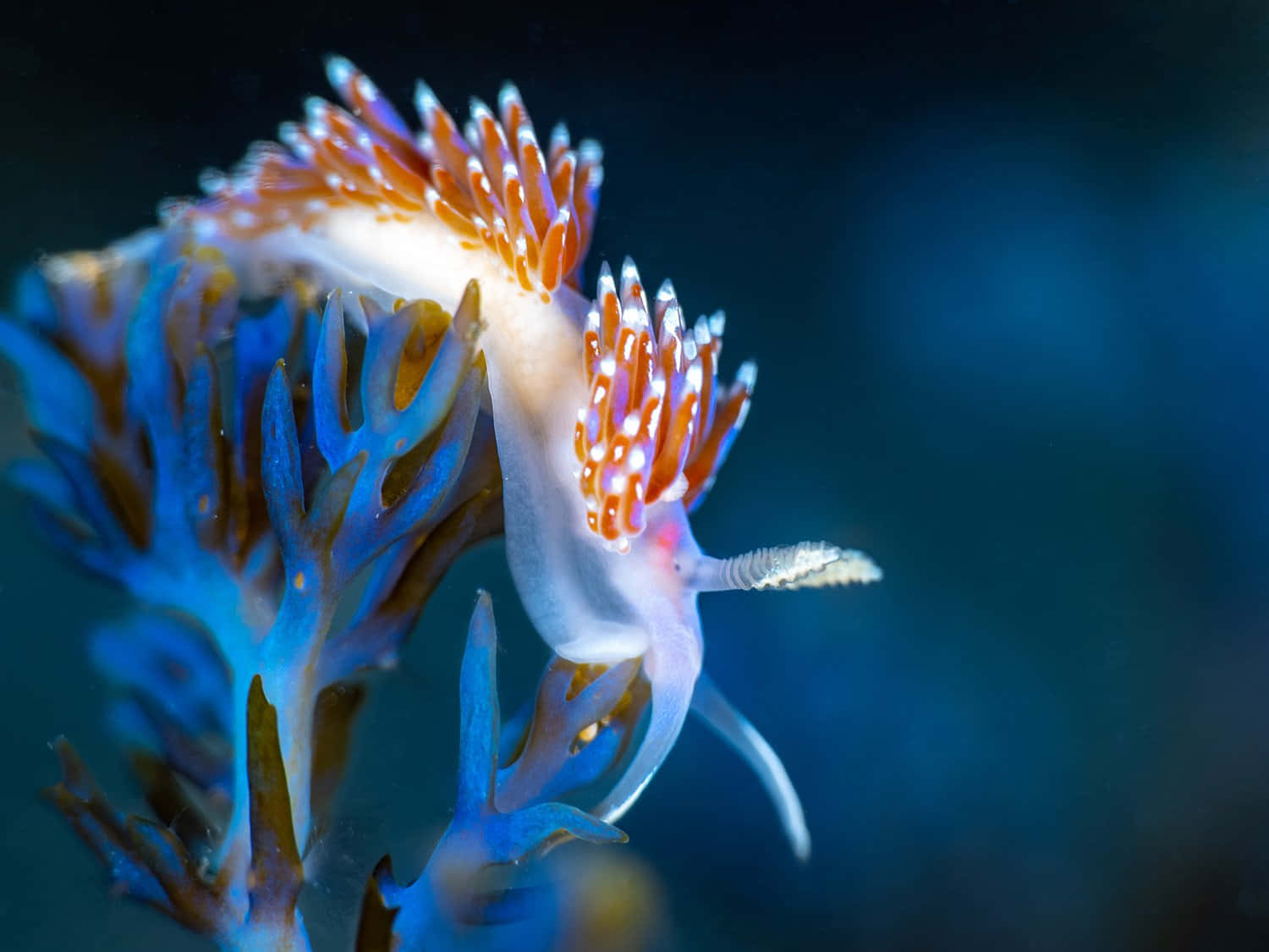 Vibrant Sea Slug Underwater Wallpaper