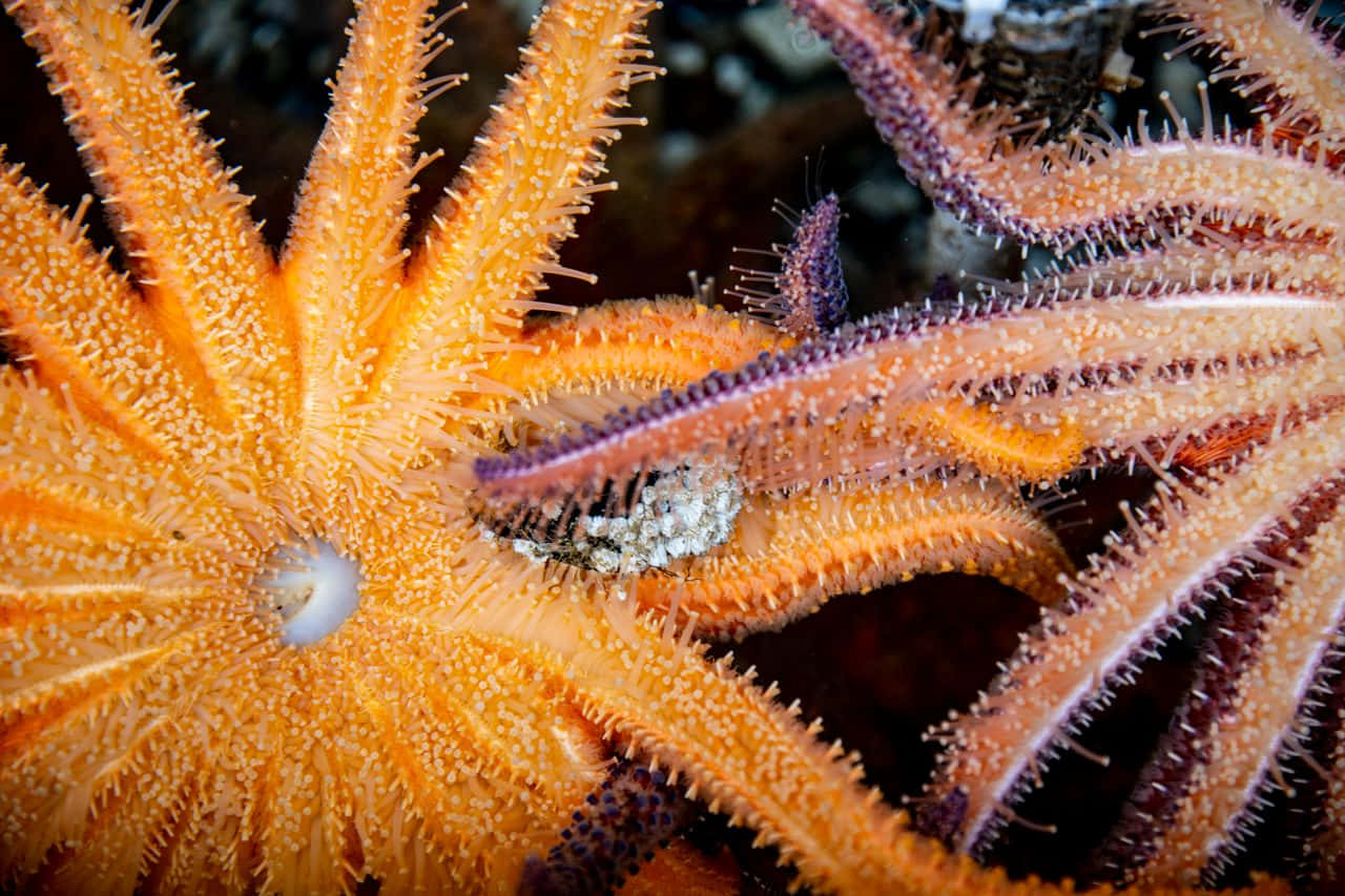 Vibrant Sea Star Closeup Wallpaper