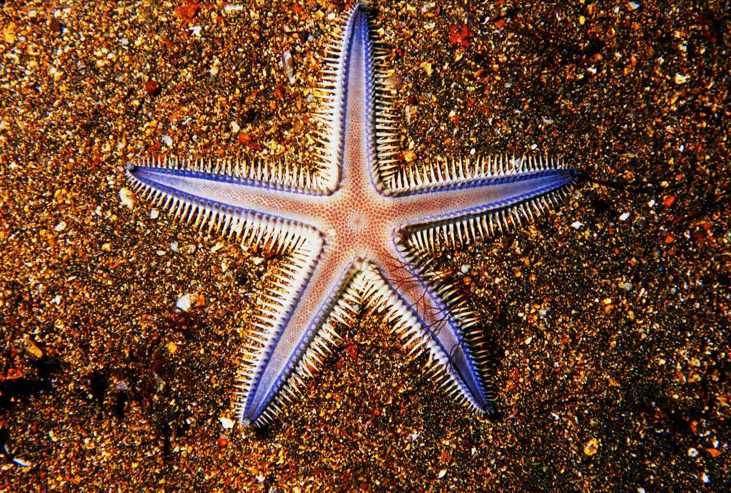 Vibrant Sea Staron Sandy Bottom.jpg Wallpaper