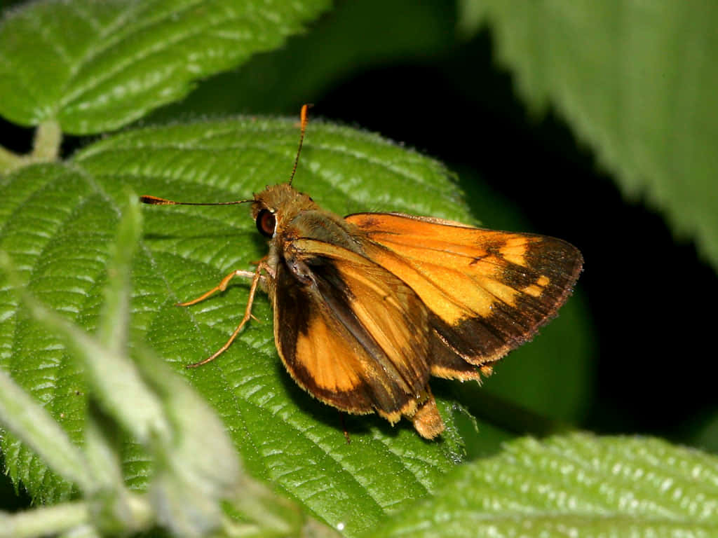 Vibrant Skipper Butterflyon Green Leaf Wallpaper