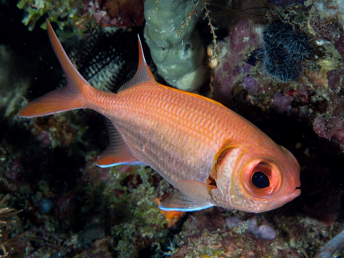 Vibrant_ Soldierfish_ Underwater Wallpaper