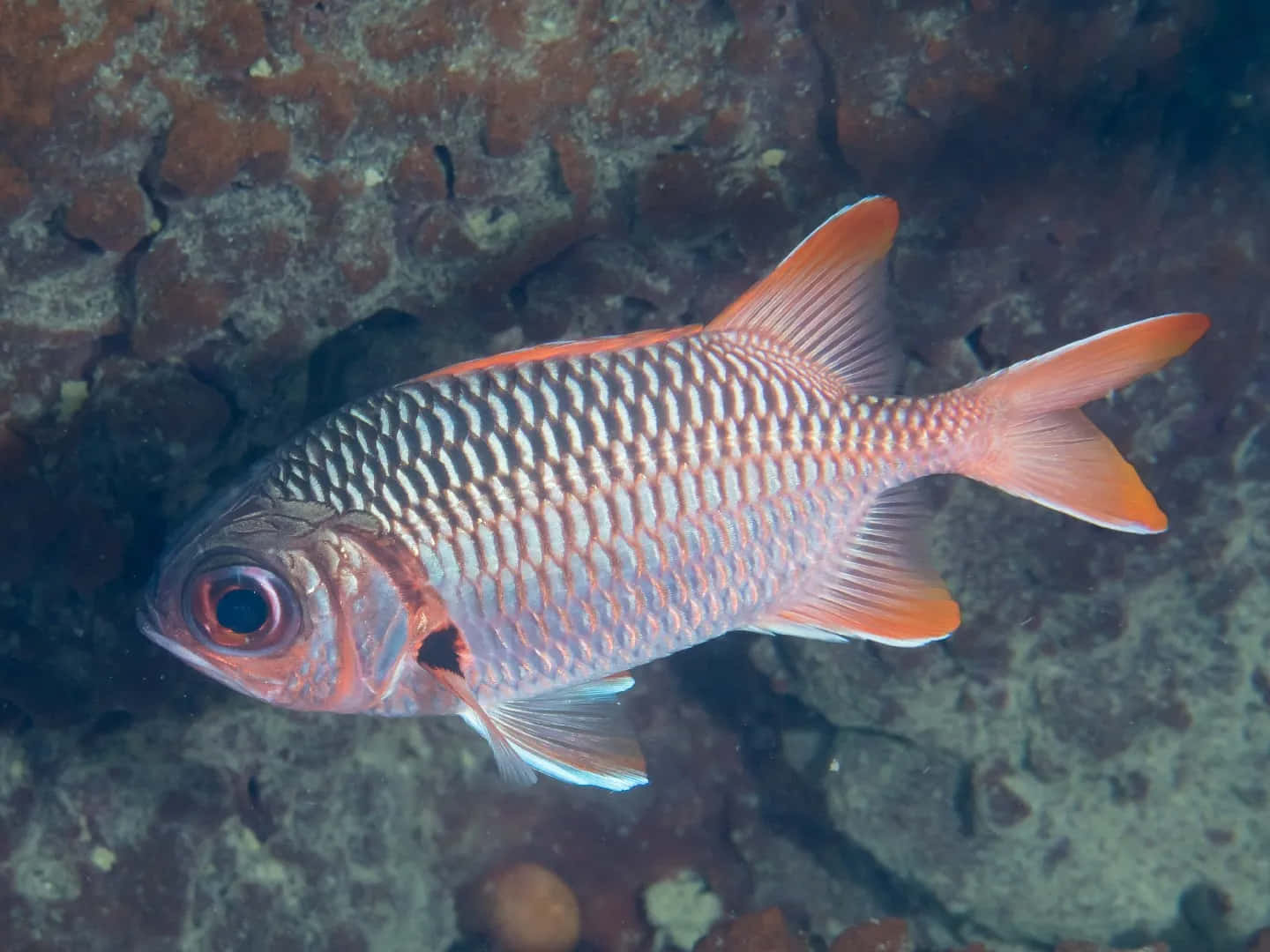 Vibrant Soldierfish Underwater Wallpaper