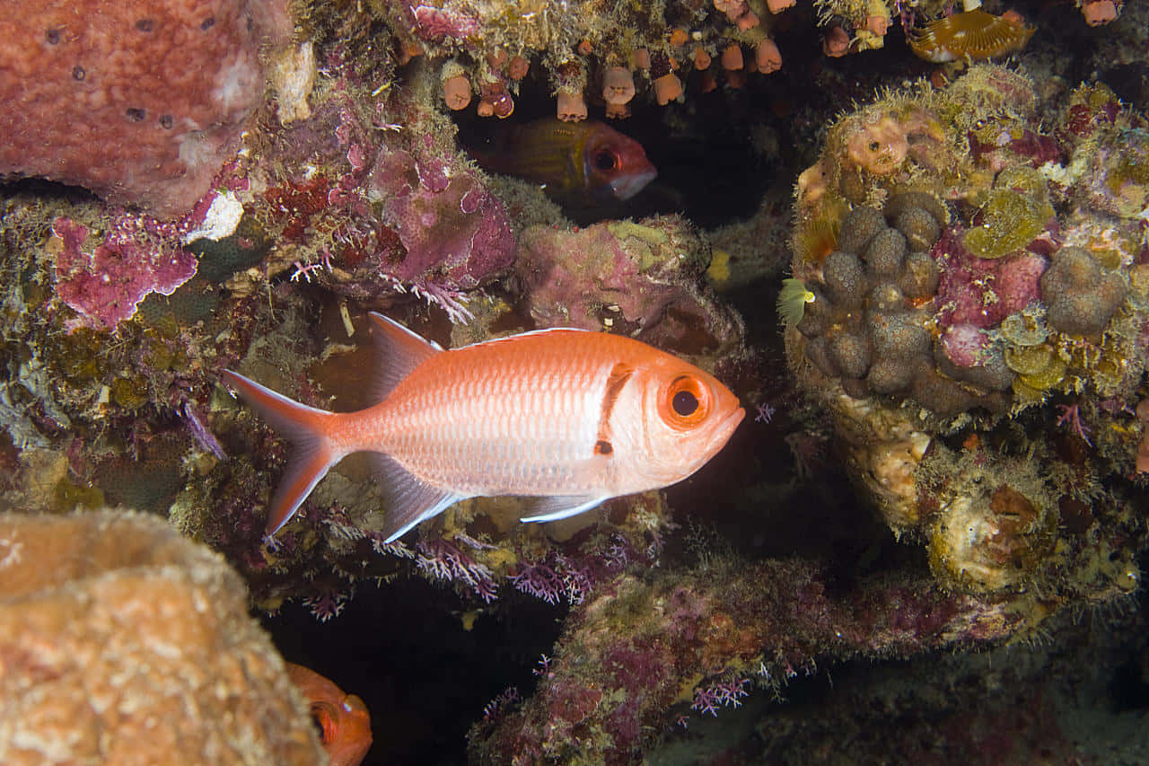 Vibrant_ Soldierfish_ Underwater_ Reef_ Scene.jpg Wallpaper