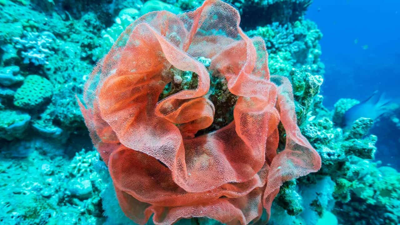 Vibrant_ Spanish_ Dancer_ Nudibranch_ Underwater Wallpaper