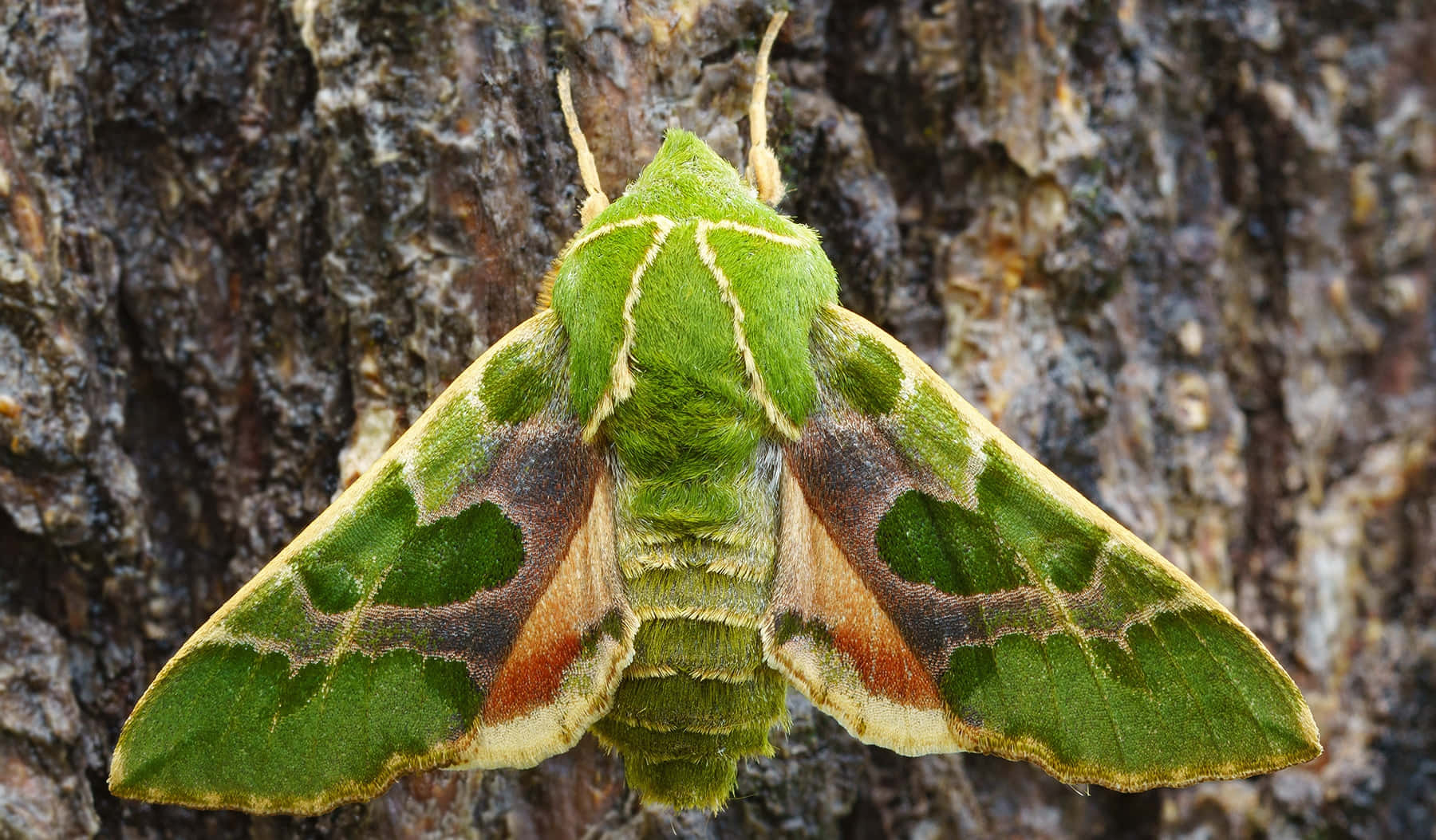 Vibrant_ Sphinx_ Moth_ Against_ Bark Wallpaper