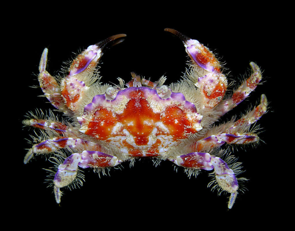 Vibrant_ Spider_ Crab_ Against_ Black_ Background.jpg Wallpaper