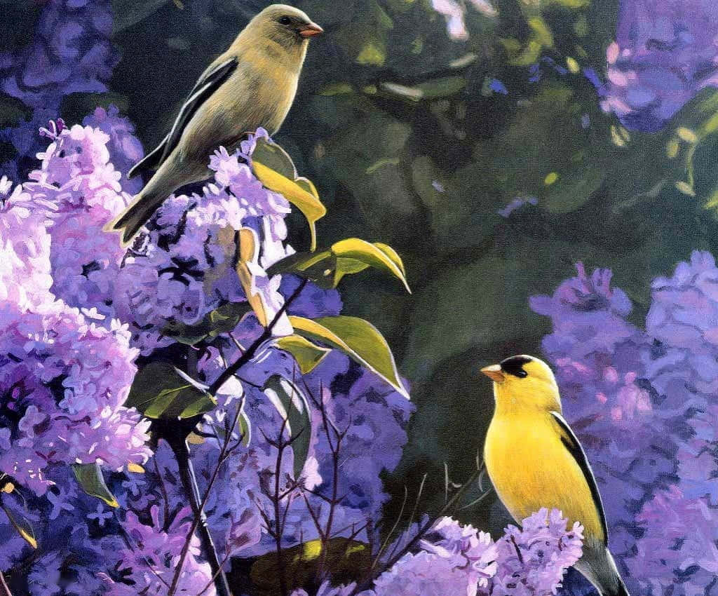 Vibrant Spring Birds Perched Among Branches Wallpaper