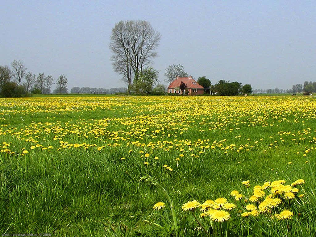 Vibrant Spring Fields In Full Bloom Wallpaper