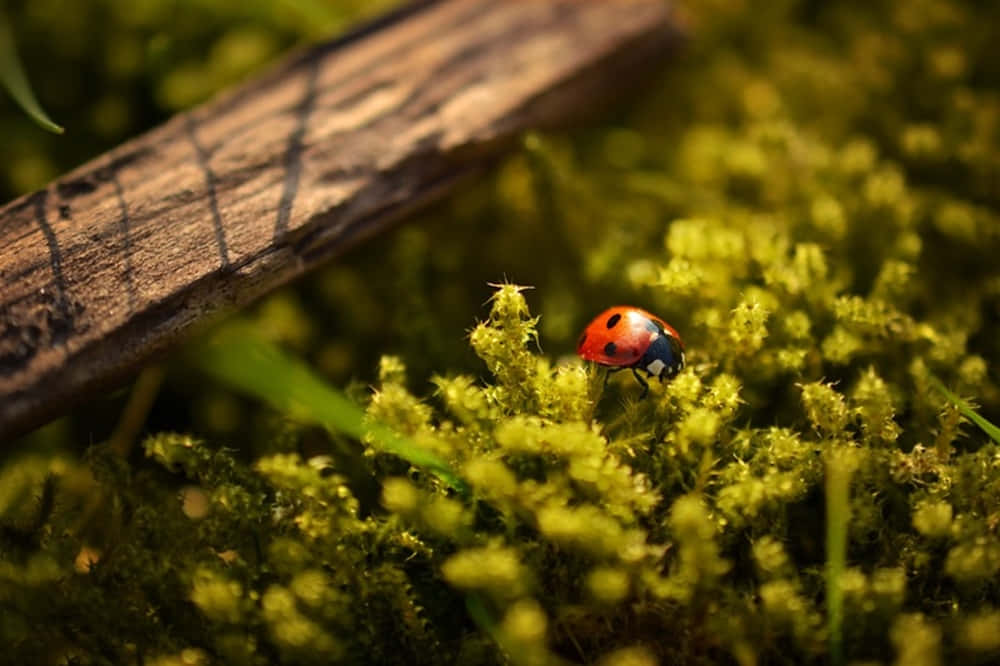 Vibrant Spring Ladybugs On Fresh Green Leaves Wallpaper