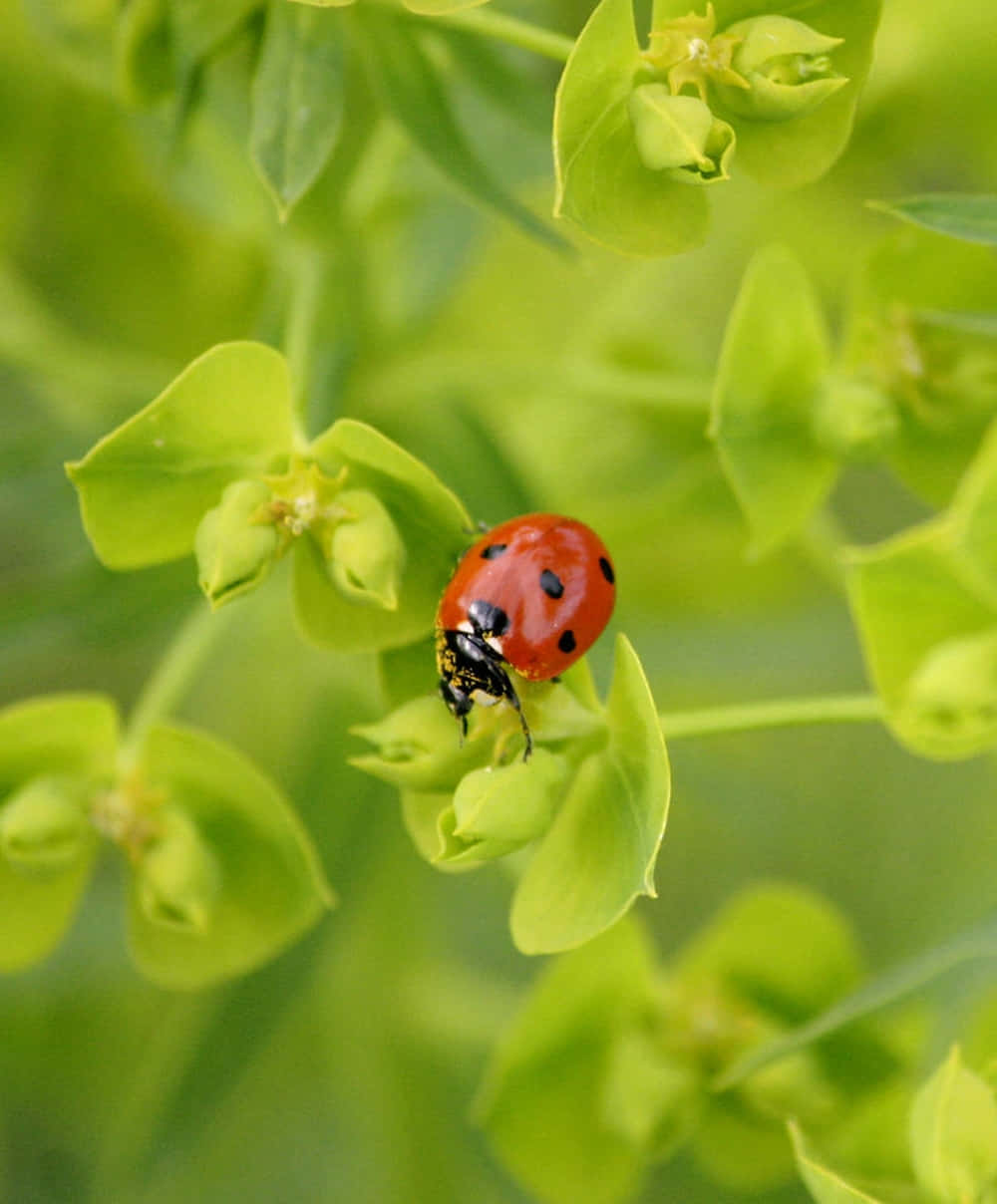 Vibrant Spring Ladybugs On Green Leaves Wallpaper