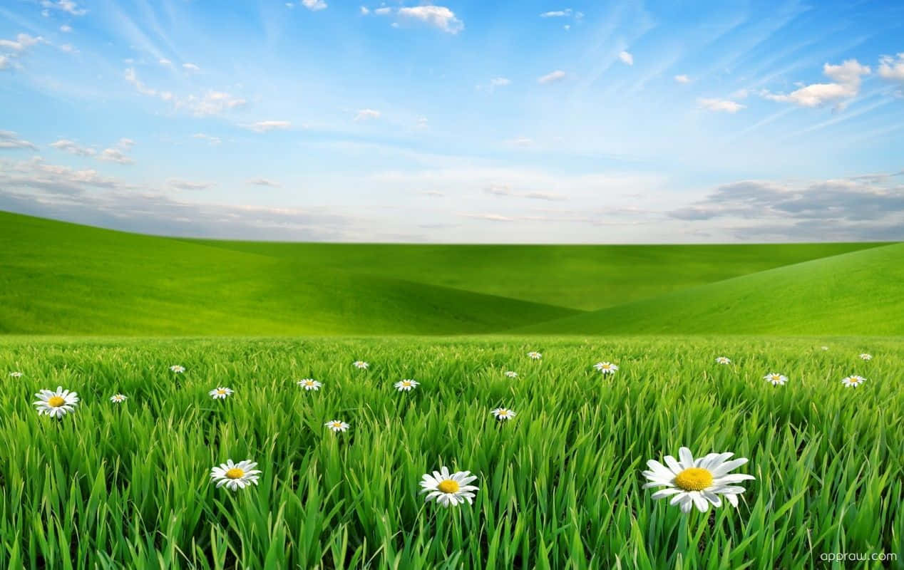 Vibrant Spring Meadow Landscape Wallpaper