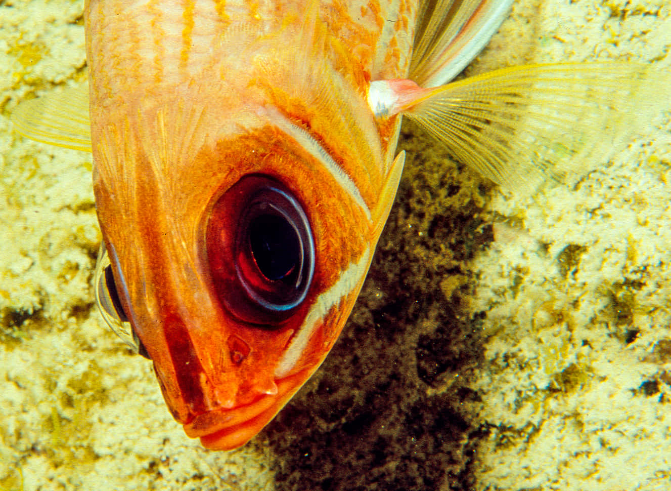 Vibrant Squirrelfish Swimming In The Deep Blue Sea Wallpaper