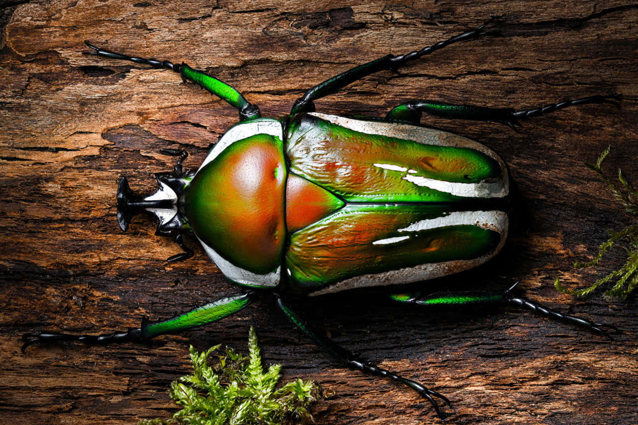 Vibrant_ Stag_ Beetle_on_ Wood Wallpaper