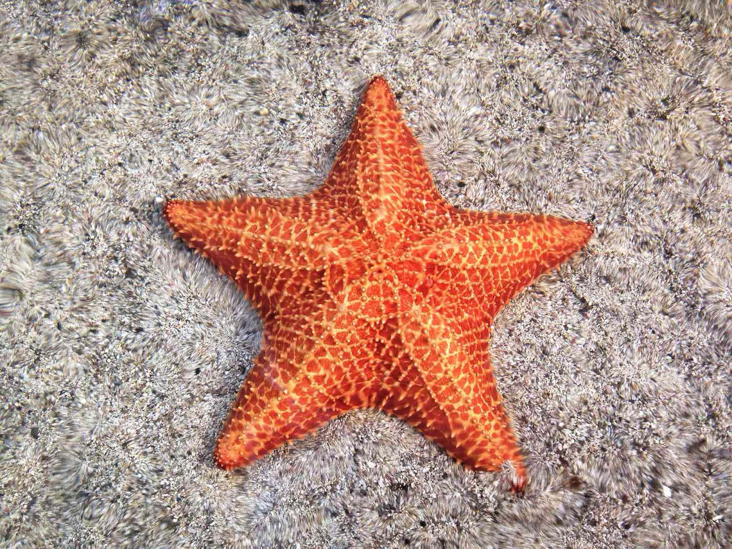 Vibrant_ Starfish_on_ Sandy_ Bed.jpg Wallpaper