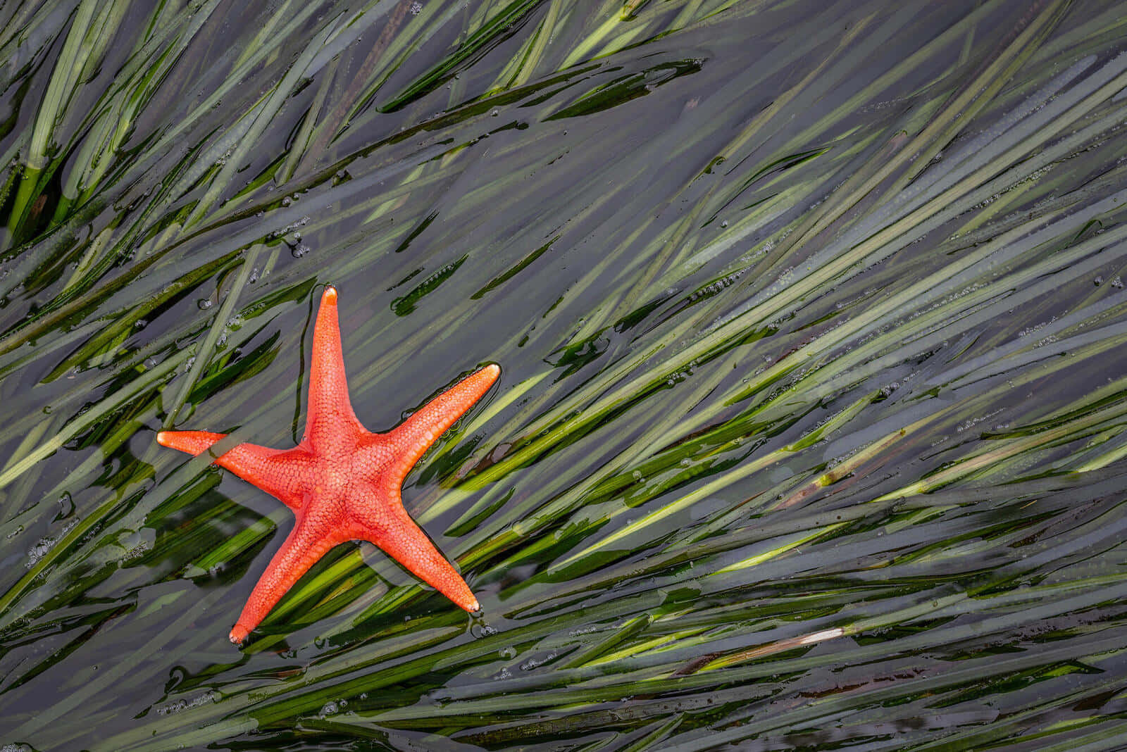 Vibrant_ Starfish_on_ Seagrass Wallpaper