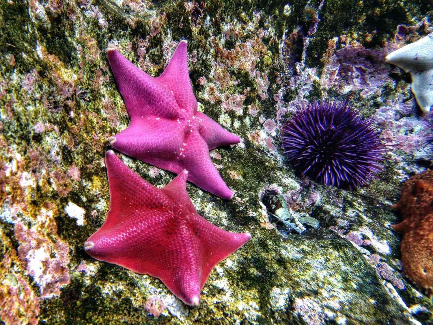 Vibrant_ Starfish_ Underwater_ Scene.jpg Wallpaper