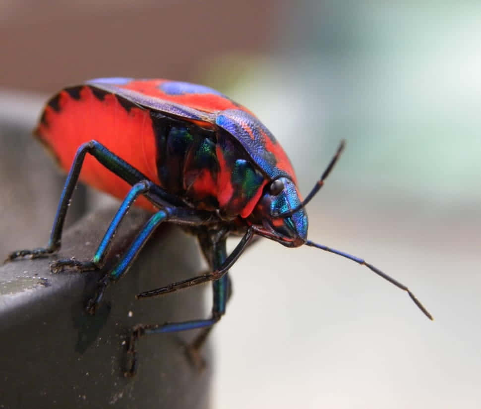 Vibrant Stink Bug On Black Surface Wallpaper