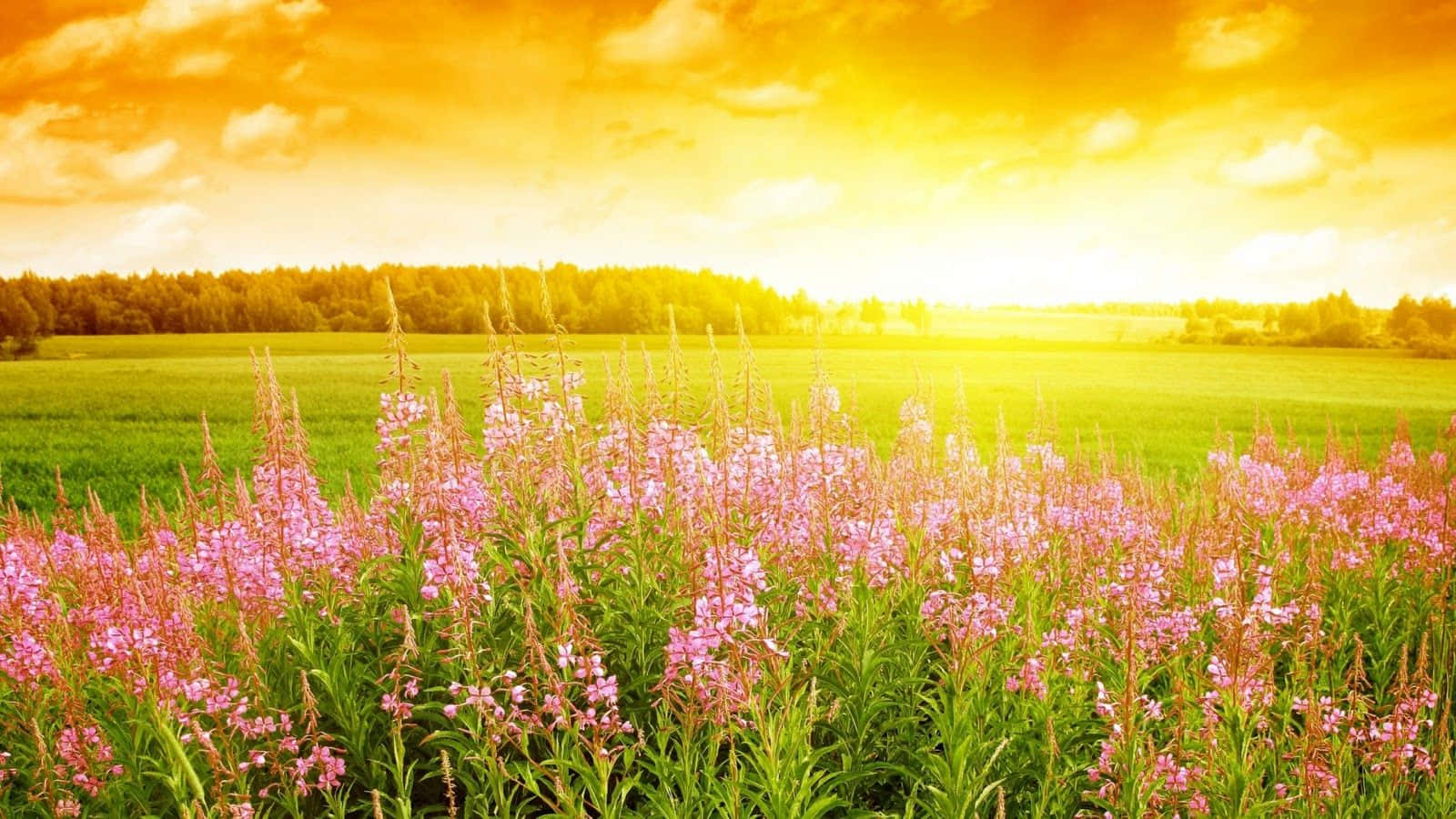 Vibrant Summer Flowers In Full Bloom Wallpaper