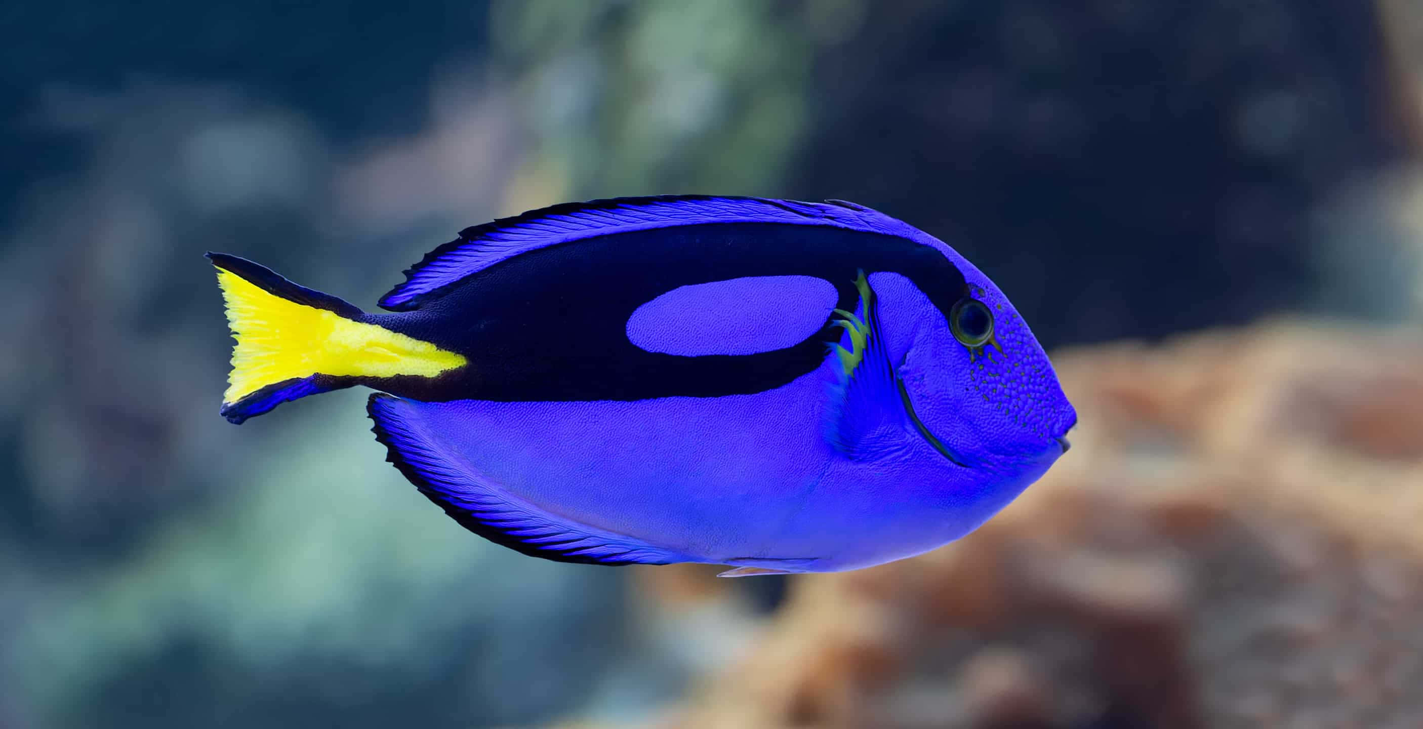 Vibrant Surgeonfish Splashing Colors In The Deep Blue Sea. Wallpaper