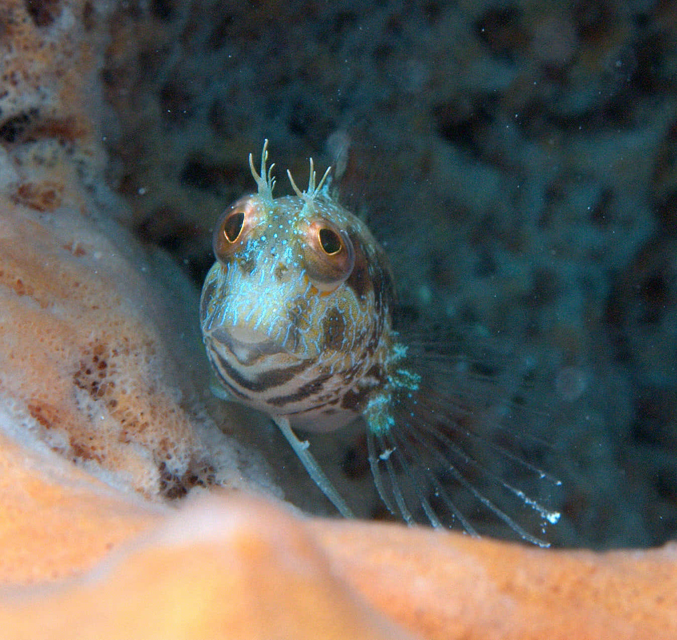 Vibrant Tropical Blenny Fish Swimming In Crystal Clear Waters Wallpaper