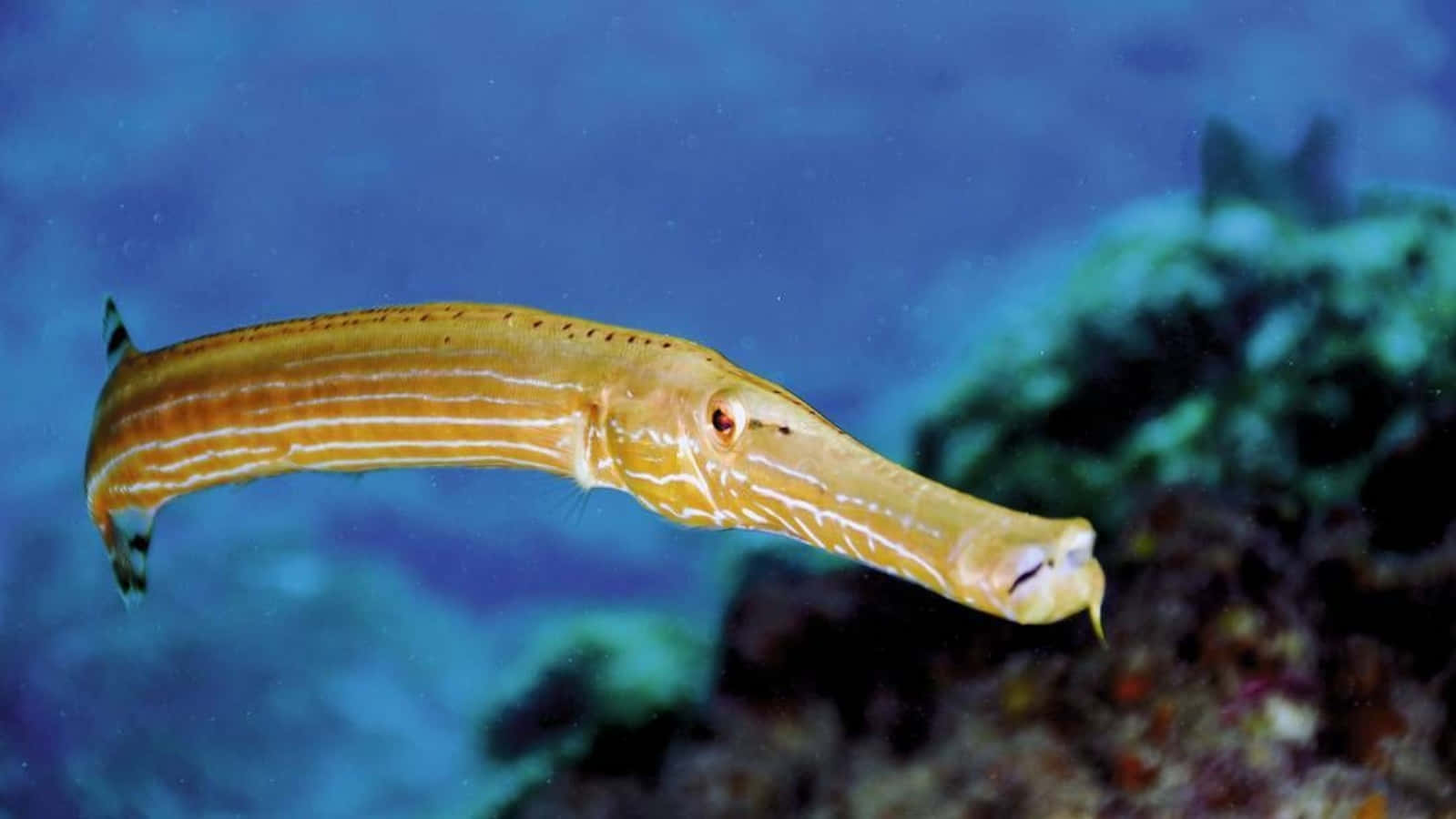 Vibrant Trumpetfish Exploring The Colorful Coral Reef Wallpaper