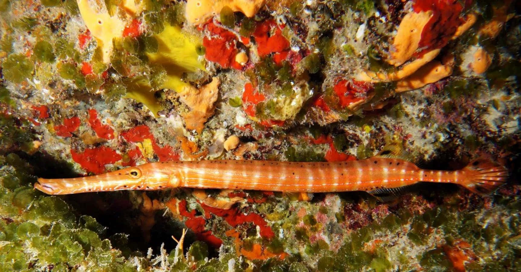 Vibrant Trumpetfish Swims In The Deep Blue Sea Wallpaper