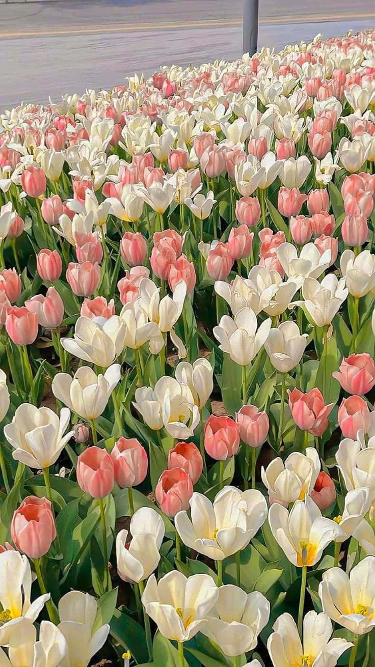 Vibrant_ Tulip_ Field_ Aesthetic.jpg Wallpaper