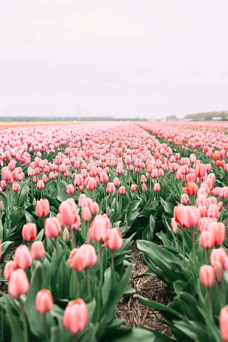 Vibrant Tulip Fields Aesthetic Wallpaper