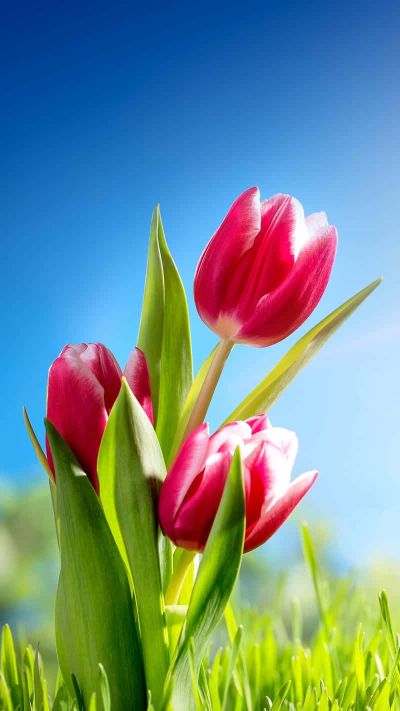 Vibrant_ Tulips_ Against_ Blue_ Sky.jpg Wallpaper