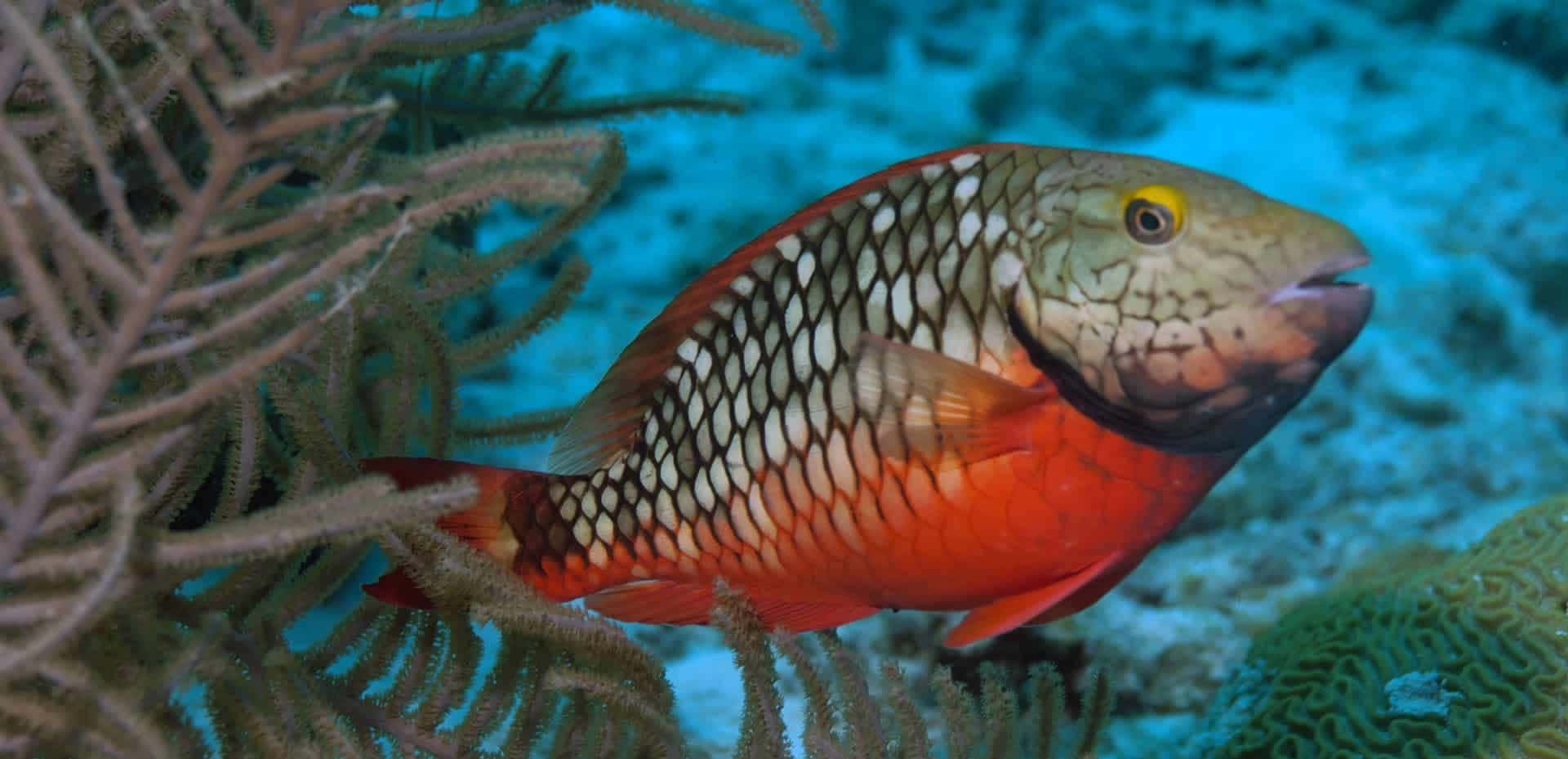 Vibrant Underwater Beauty: A Parrotfish In Motion Wallpaper