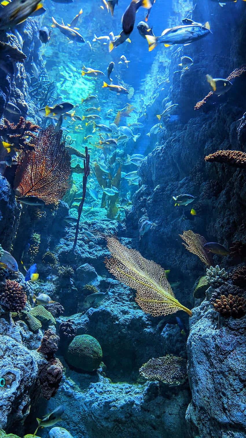 Vibrant_ Underwater_ Scene_ Great_ Barrier_ Reef Wallpaper