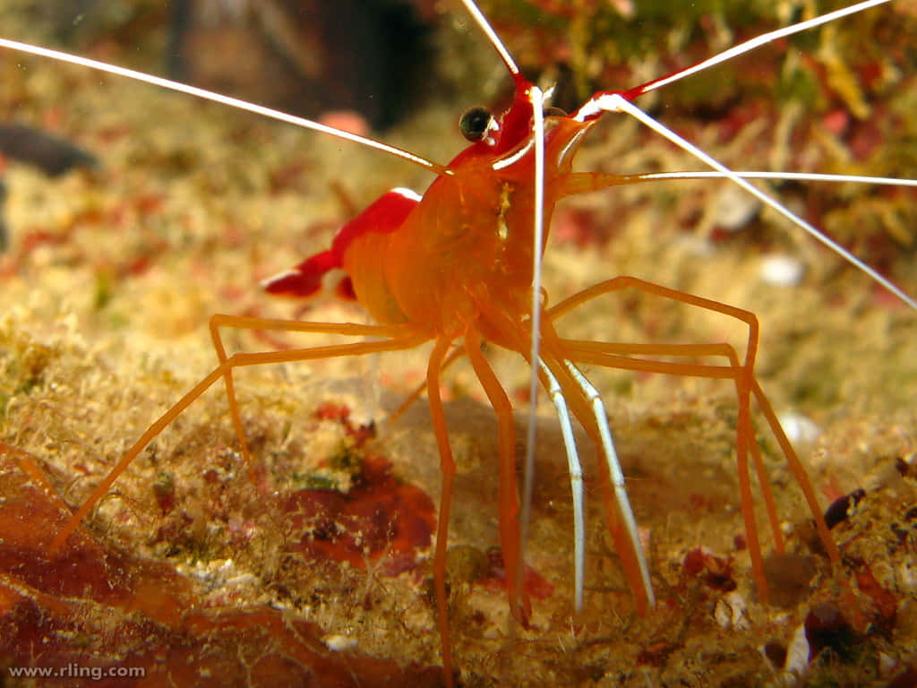 Vibrant Underwater Scene With Cleaner Shrimp Wallpaper