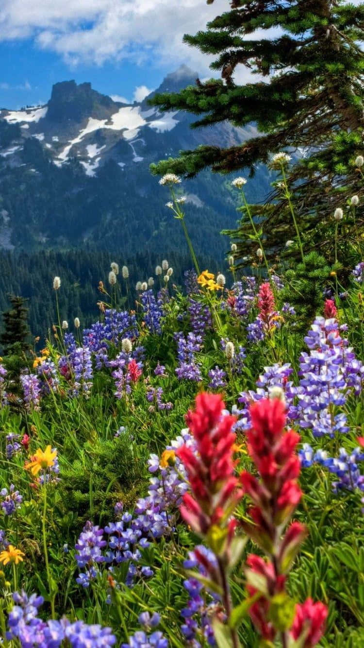 Vibrant Wild Flowers Blooming In A Lush Meadow Wallpaper