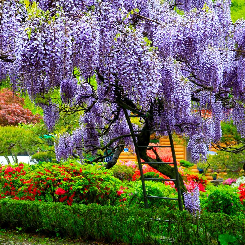 Vibrant Wisteria Garden Bloom Wallpaper