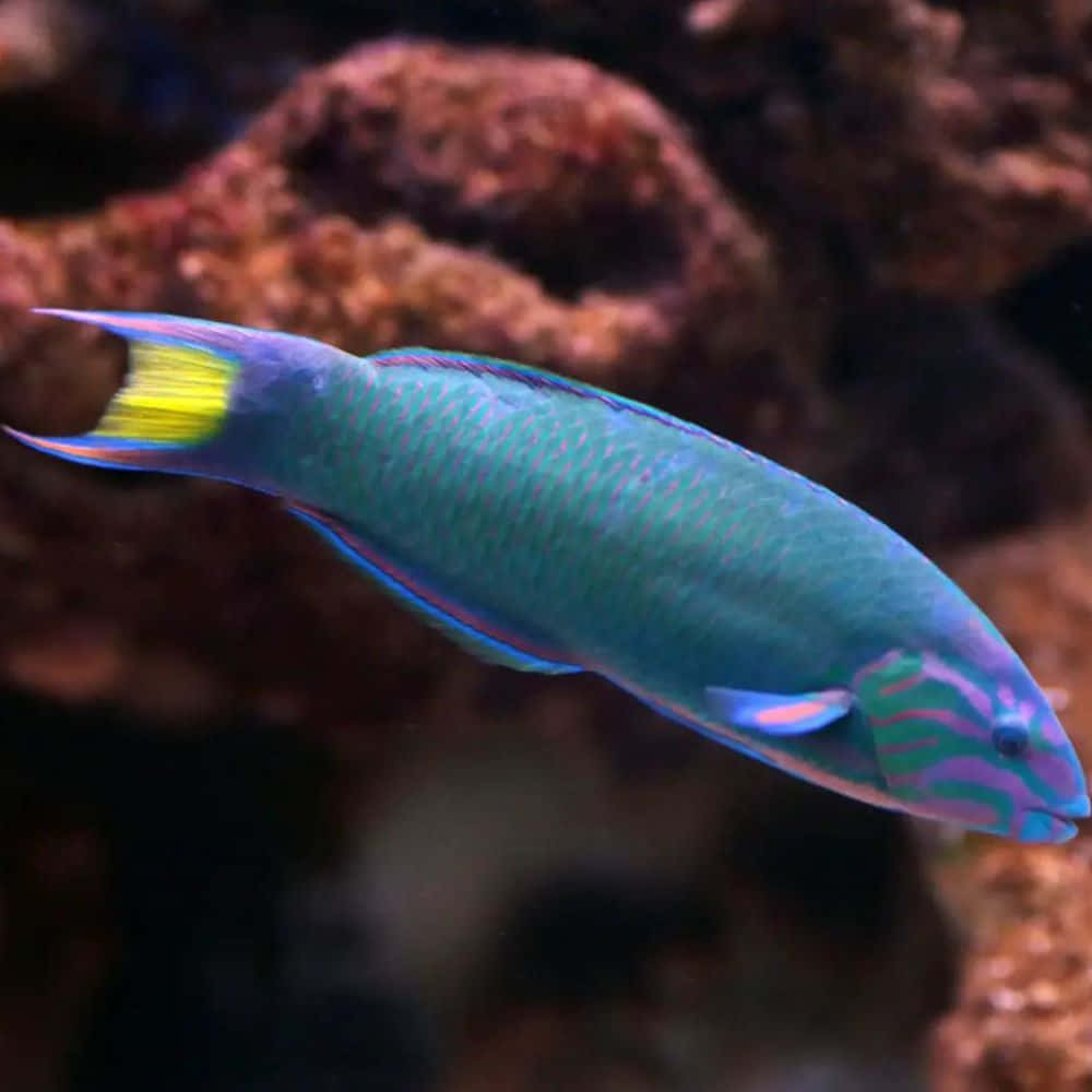 Vibrant Wrasse Swimming Aquarium Wallpaper